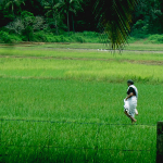 alappuzha agriculture 1200x1200